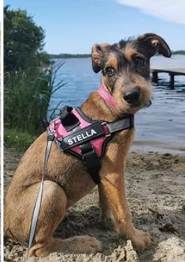 Personalized Dog Harness